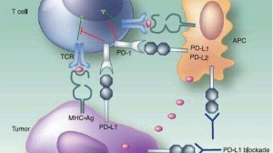 PD-1，抗癌新星如何憋大招？