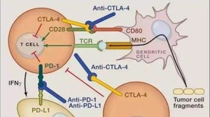 PD-1和CTLA-4类抗体使用的问题——假进展