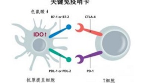首个IDO抑制剂Epacadostat和抗PD-1单抗Keytruda联合用药临床结果出炉