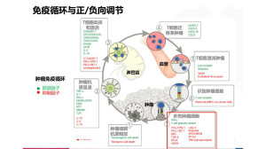 【HapOnco-WCLC 2016】靶向治疗联合免疫治疗发生“宇宙爆炸”？又面临怎样的“后遗症”？（六）