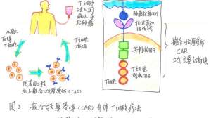 攻克实体瘤？有效率超50%！这项新技术来到了国内！