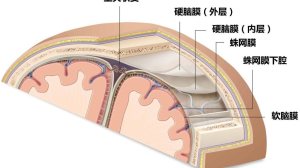 比脑转移还致命的脑膜转移：你懂么？