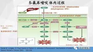 同类化疗药也分高下：你吃对了么