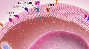 FDA批准第5个抗癌HER2抑制剂上市！