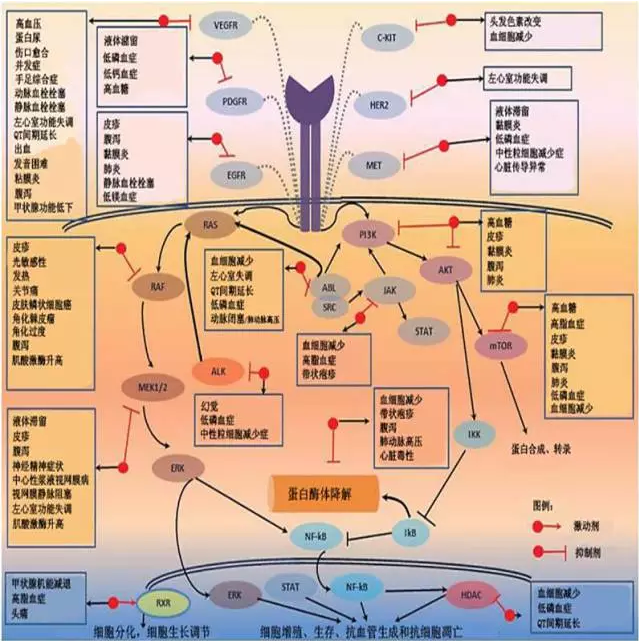 放个大招!一图搞定肿瘤靶向治疗的不良反应-咚咚肿瘤科