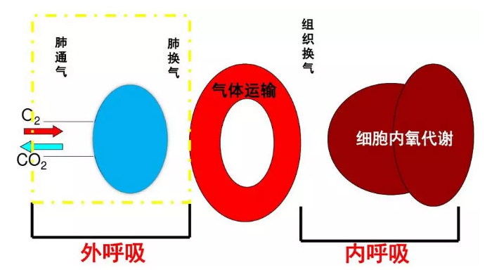 图2 呼吸过程示意图一个呼吸衰竭的病人往往既有肺通气障碍又有肺换气