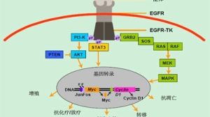 老树新枝：特罗凯竟还可以用于这种癌症