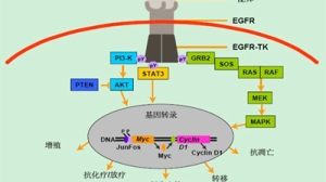 老树新枝：特罗凯竟还可以用于这种癌症