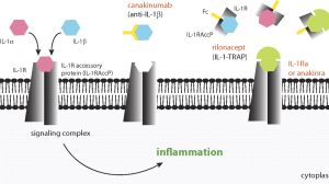 IL-1β抑制剂：斩断炎症和癌症的邪恶联系