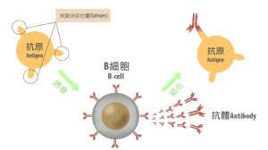 三大国产PD1抗癌数据大比拼：恒瑞、君实、百济