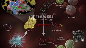 三大IDO抑制剂：抗癌疗效，独家汇总