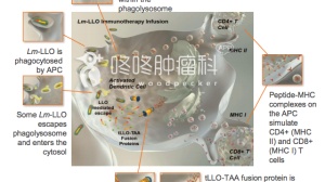 致命细菌还能治宫颈癌？是的！而且还是20年来有效率最高的！