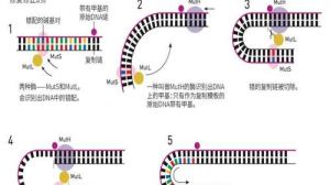 什么？有些癌症是可以遗传的！