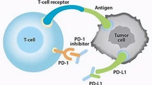 肿瘤患者免疫治疗基本知识介绍