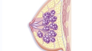 发现乳腺结节后怎么办？不同BI-RADS分级的乳腺结节是癌症的风险有多少？