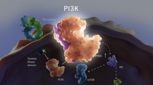 又一款PI3K抑制剂报上市 泛癌种PI3K抑制剂值得期待么？