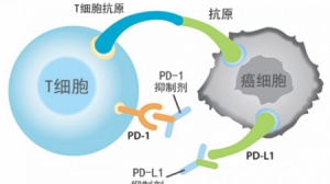 OS超五年不是梦！免疫治疗成为早期NSCLC治疗新标准