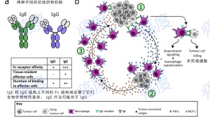 牛刀杀鸡，与市面上的PD-1等免疫药作用机制不同，广谱免疫抗癌药Mov18 lgE即将发威