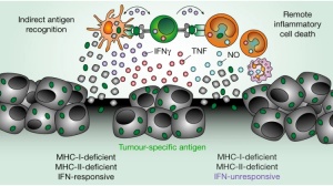 被遗忘的抗癌主力！CD4+T细胞或将成为下一代免疫治疗突破口