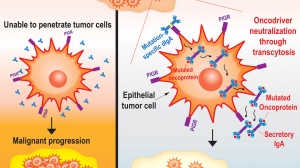 绕过癌细胞表面防御，直击细胞内部！全新抗癌机制带来更优药物，或可通杀全部癌症！